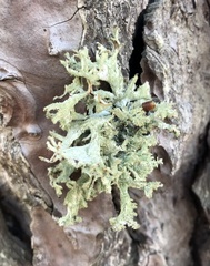 Pseudevernia furfuracea