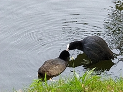 Fulica atra