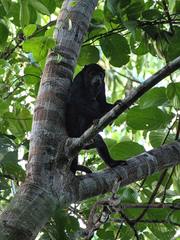 Alouatta discolor