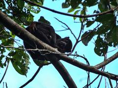 Alouatta discolor