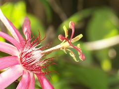 Coccinea