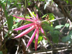 Coccinea
