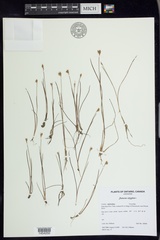 Juncus stygius