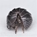 Pill Woodlice - Photo (c) Russell Pfau, some rights reserved (CC BY-NC), uploaded by Russell Pfau