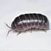 Common Pill Woodlouse - Photo (c) Russell Pfau, some rights reserved (CC BY-NC), uploaded by Russell Pfau