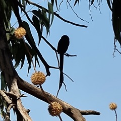 Lanius melanoleucus melanoleucus