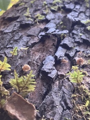 Micromphale arbuticola