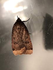 Abagrotis anchocelioides