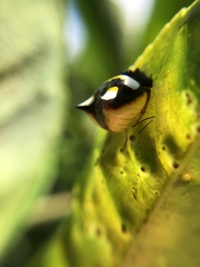 Poecilopachys australasia