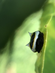 Poecilopachys australasia