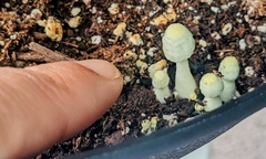 Leucocoprinus birnbaumii