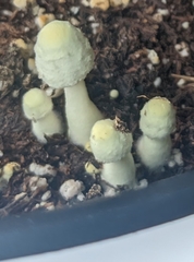 Leucocoprinus birnbaumii