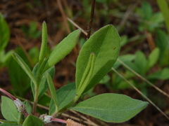 Rhododendron atlanticum