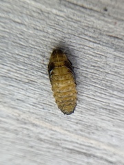 Microrhopala excavata