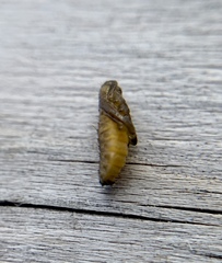 Microrhopala excavata