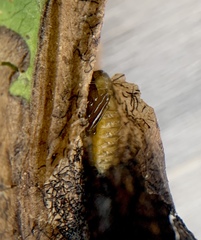 Microrhopala excavata