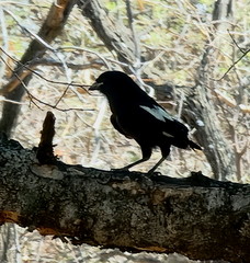 Lanius melanoleucus melanoleucus