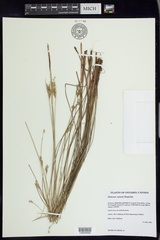 Juncus vaseyi