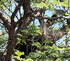 Micronisus gabar gabar