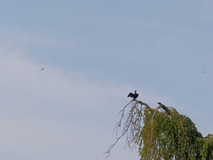 Phalacrocorax carbo