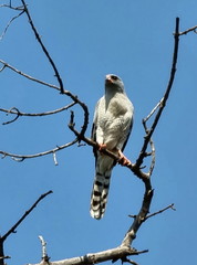 Micronisus gabar gabar