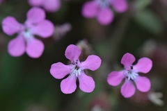 Saponaria calabrica