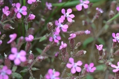 Saponaria calabrica