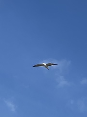 Laridae