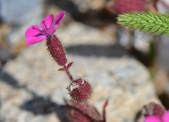 Saponaria calabrica