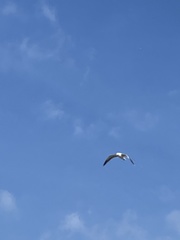 Laridae