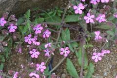 Saponaria calabrica