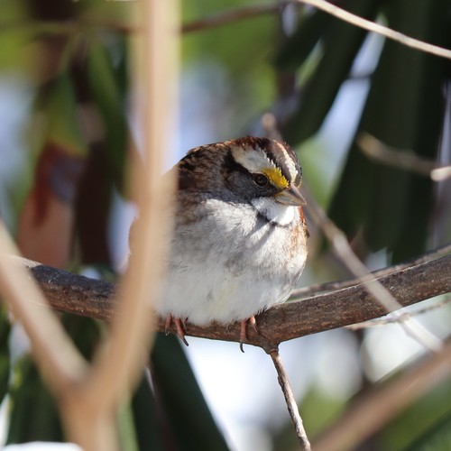 White-throated Sparrow photographed in Connecticut
