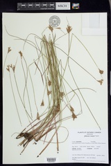 Juncus vaseyi