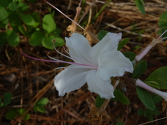 Rhododendron atlanticum