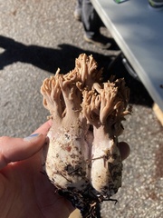 Ramaria violaceibrunnea