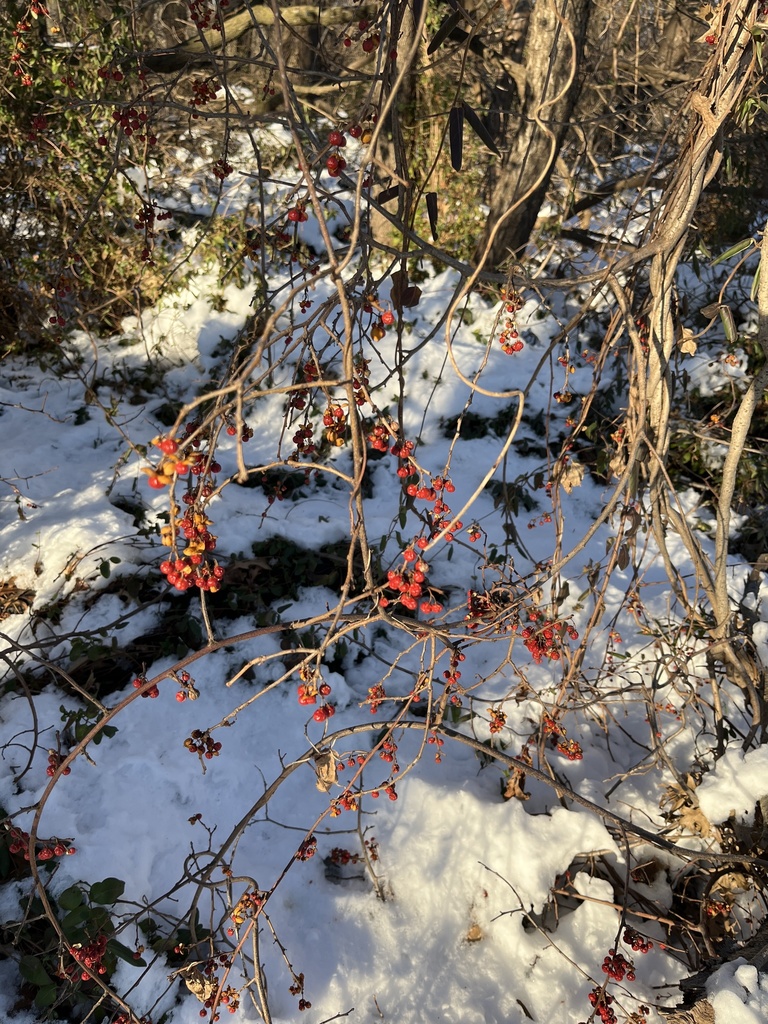 Oriental bittersweet from Cunningham Park, New York, NY, US on January