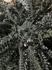 Astragalus mollissimus