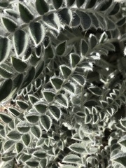 Astragalus mollissimus