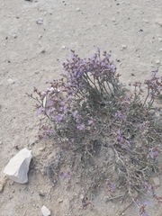 Limonium suffruticosum
