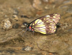 Catasticta prioneris