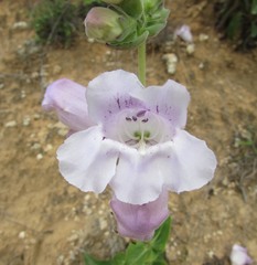 Penstemon cobaea