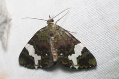 Hydriomena polyphonta