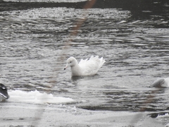 Larus hyperboreus