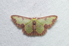 Synchlora decorata