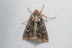 Heterochroma lineata