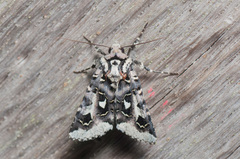 Dargida albomarginata