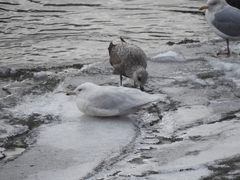 Larus hyperboreus