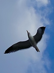 Laridae