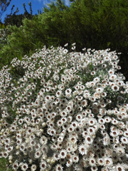 Syncarpha argyropsis