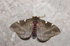 Paradirphia andicola